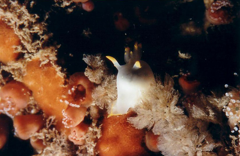 nudibranche ou "limace de mer"